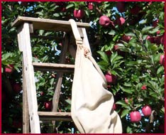 Apple Trees