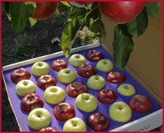 Apple Gift Boxes