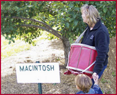 Family picking apples