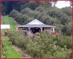 Apple picking in Lockport, NY