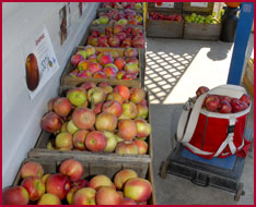 Fresh apple varieties